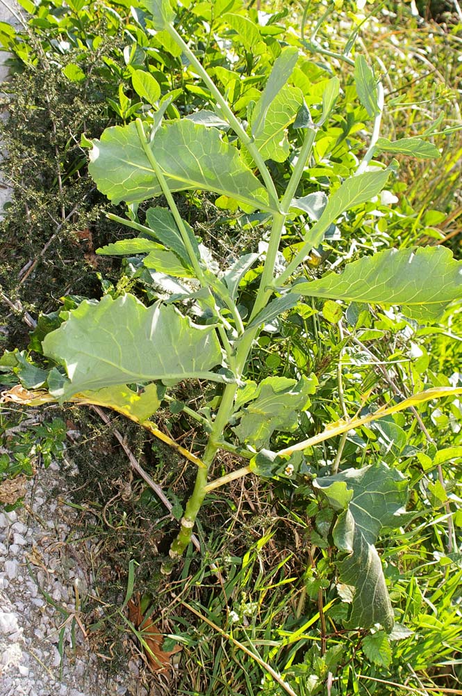 Brassica montana (=B. oleracea ssp. robertiana) / Cavolo selvatico